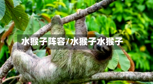 水猴子阵容/水猴子水猴子