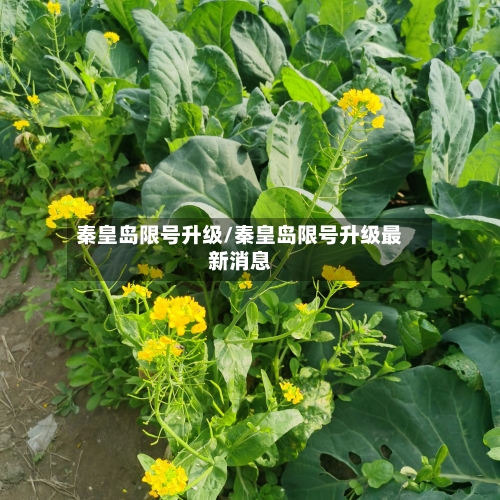 秦皇岛限号升级/秦皇岛限号升级最新消息-第2张图片