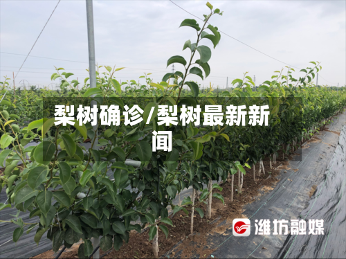 梨树确诊/梨树最新新闻-第2张图片