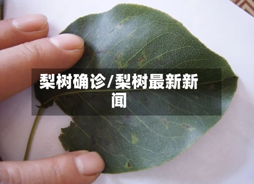 梨树确诊/梨树最新新闻