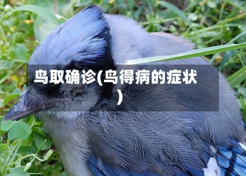 鸟取确诊(鸟得病的症状)