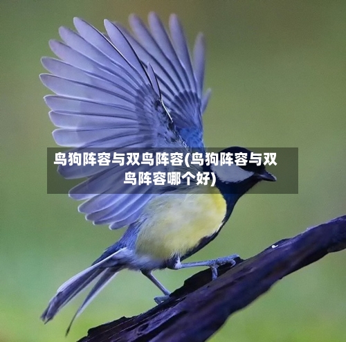 鸟狗阵容与双鸟阵容(鸟狗阵容与双鸟阵容哪个好)
