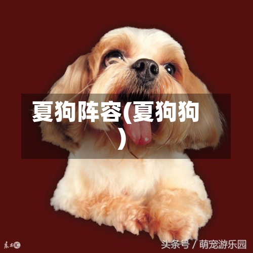 夏狗阵容(夏狗狗)-第2张图片