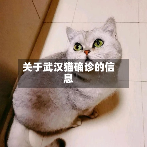关于武汉猫确诊的信息-第2张图片