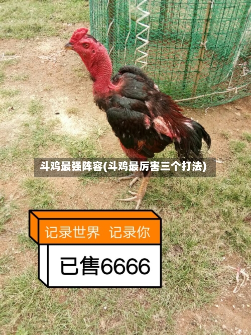 斗鸡最强阵容(斗鸡最厉害三个打法)-第2张图片