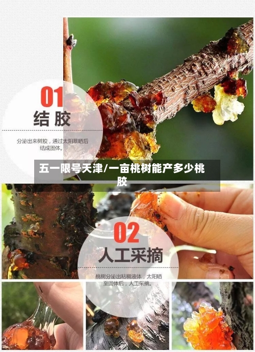 五一限号天津/一亩桃树能产多少桃胶