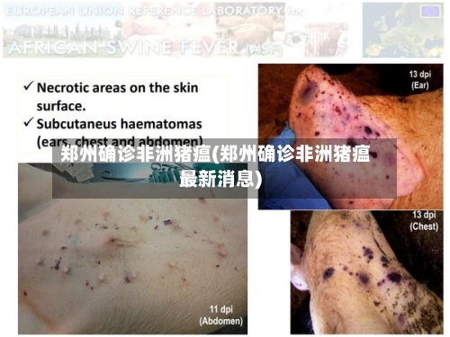 郑州确诊非洲猪瘟(郑州确诊非洲猪瘟最新消息)-第3张图片